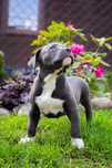 American Bully XL