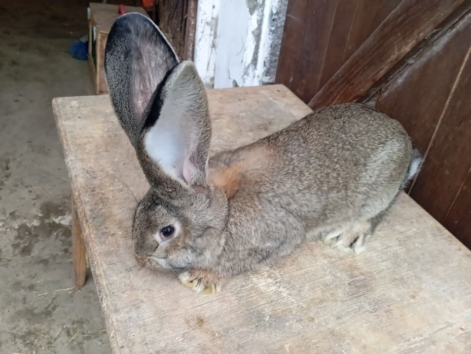 Królik,króliki olbrzym belgijski