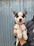 Zapowiedź Husky Siberian