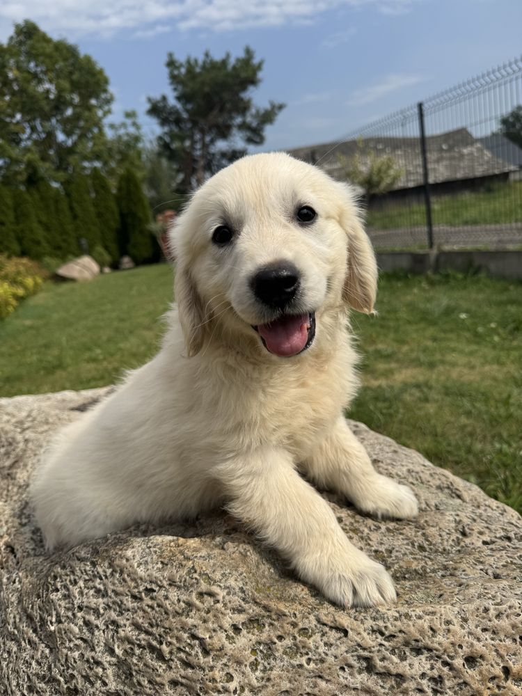 Sunia - Golden Retriever