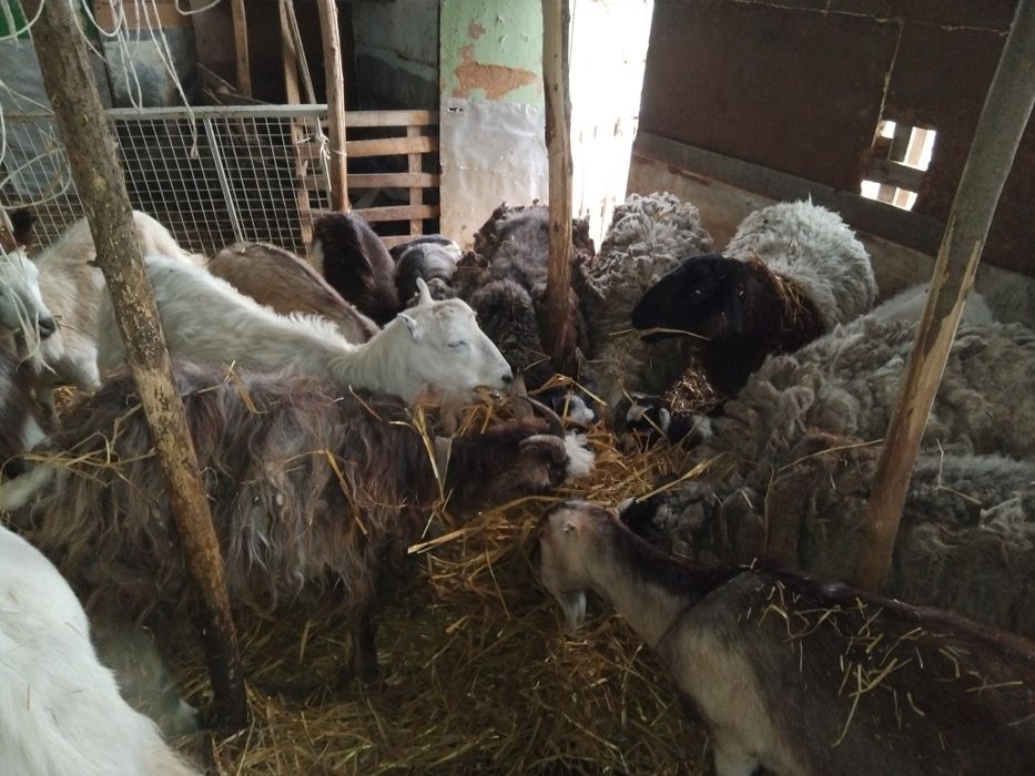 Продаються вівці і кози