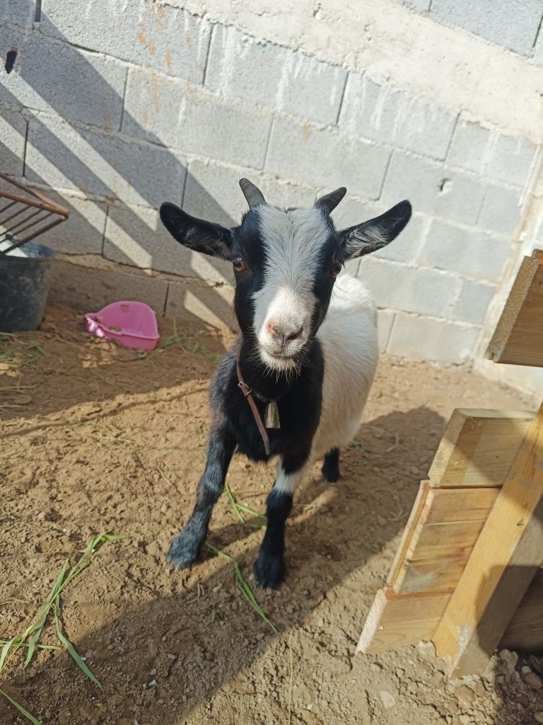 2 cabras fêmeass