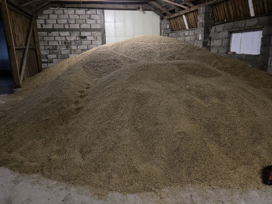 Sprzedam owies jary Komfort