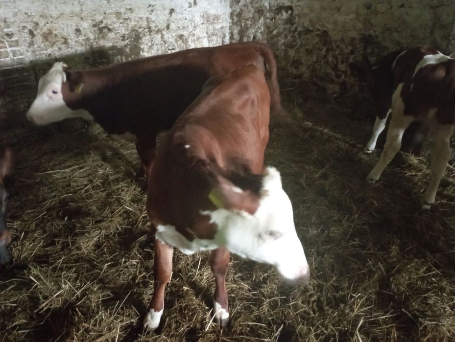 Jałówki mięsne polskie 15szt