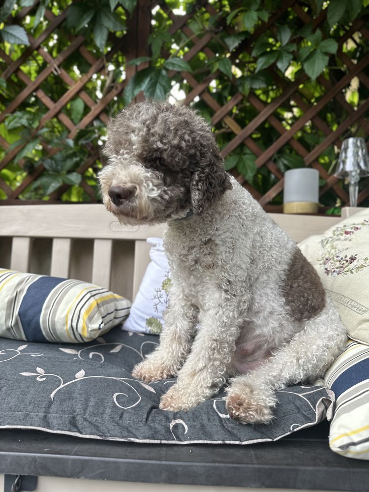 Lagotto Romagnolo Zkwp szczenię- piesek