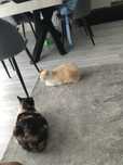 Gatos para adopção