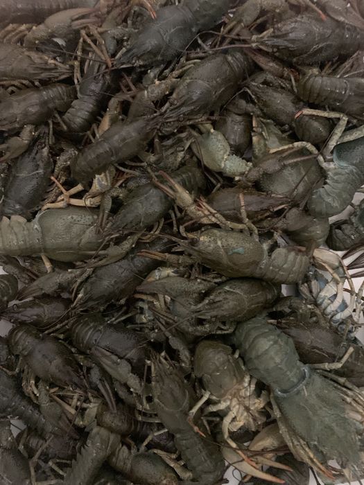 Продам раки живі, варені ,