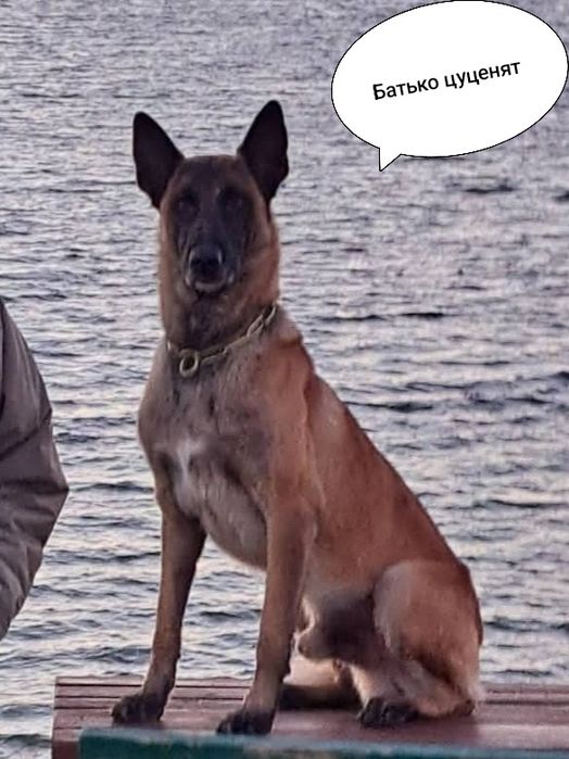 Елітне цуценя бельгійської вівчарки (малінуа)