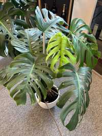 Monstera deliciosa variegata big form