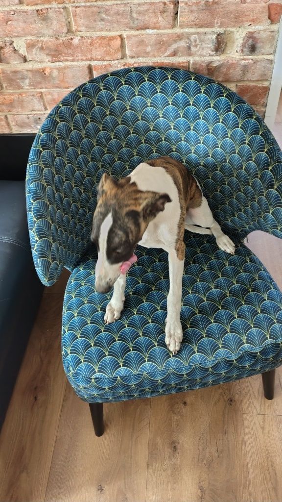 Chart angielski whippet FCI
