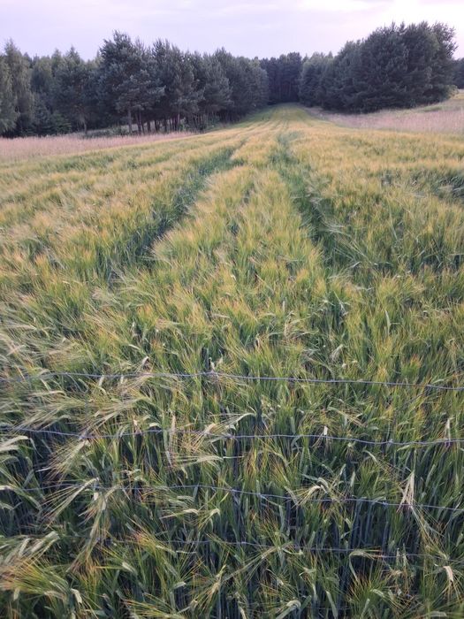 Jęczmień  jary czysty materiał