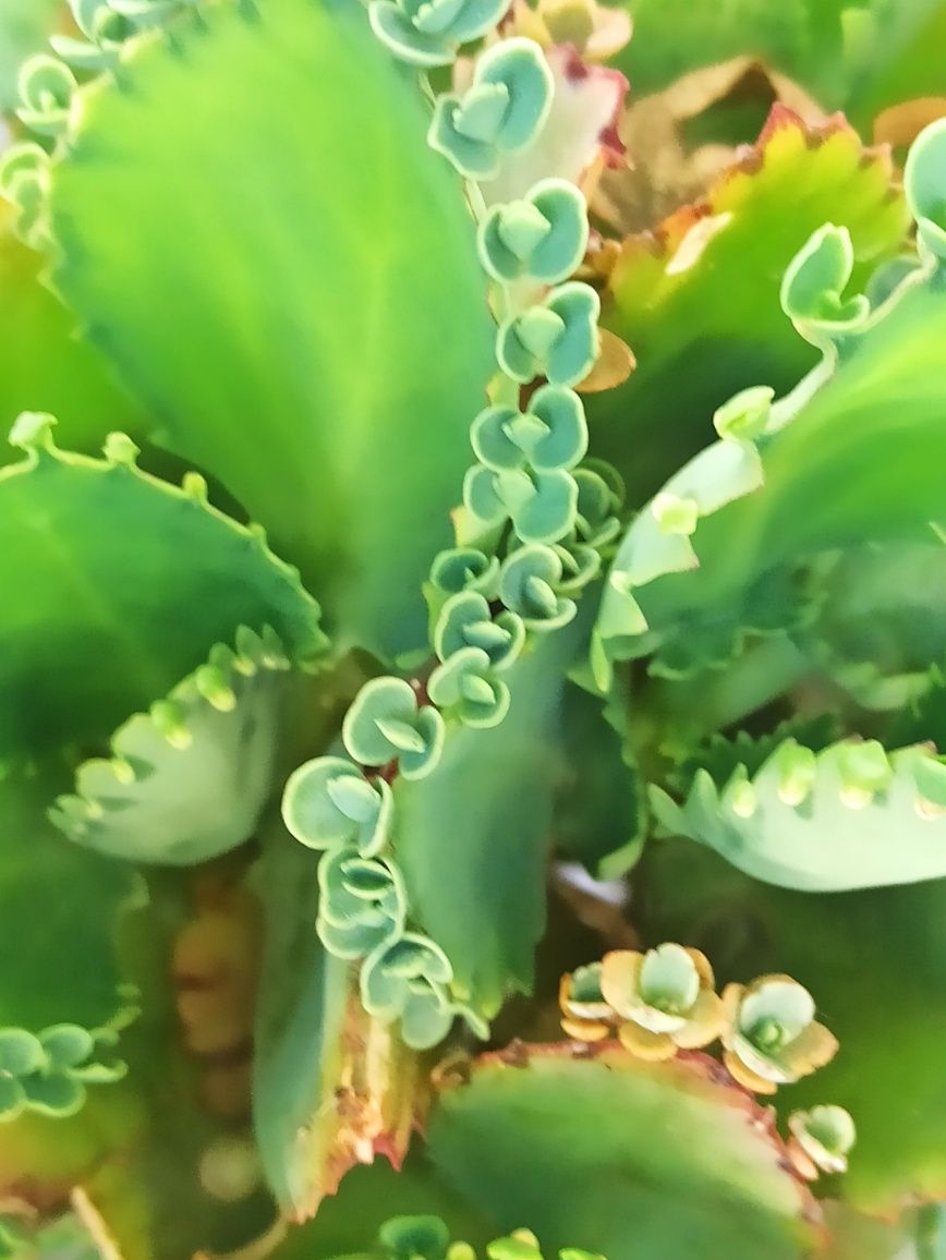 Aranto, Kalanchoe Laetivirens ou "mãe de mil" babies!