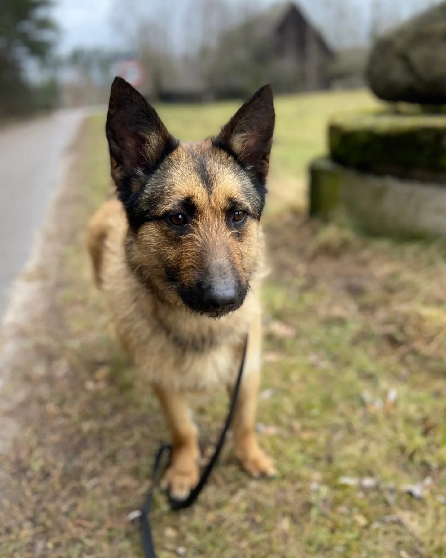 Kochająca Doris w typie owczarka szuka domu!