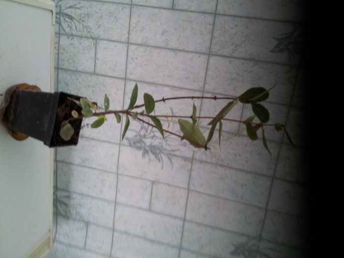 Жимолость саженец