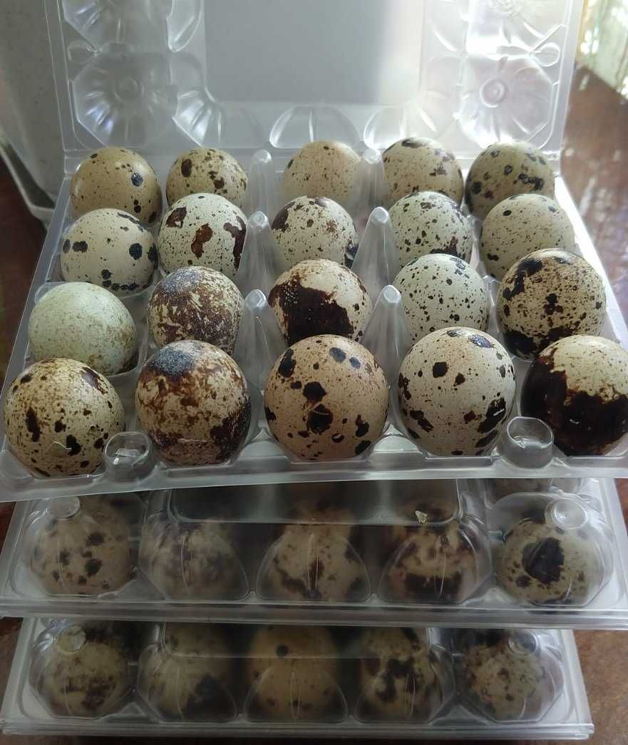 Акція!Інкубаційне яйце Перепілка  Білий Техаський, Фенікс Золотистий