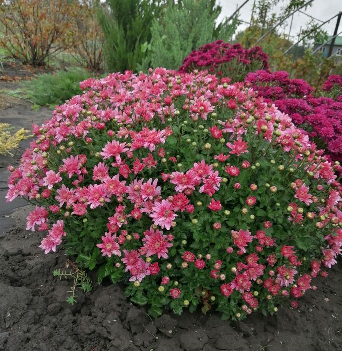 Продам хризантему у горшиках