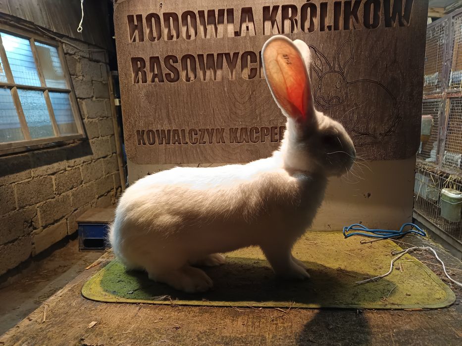 Olbrzym belgijski biały samce /samice