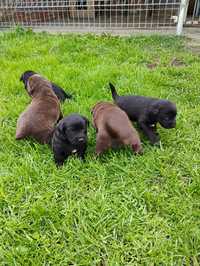 Labrador czekoladowy i czarny