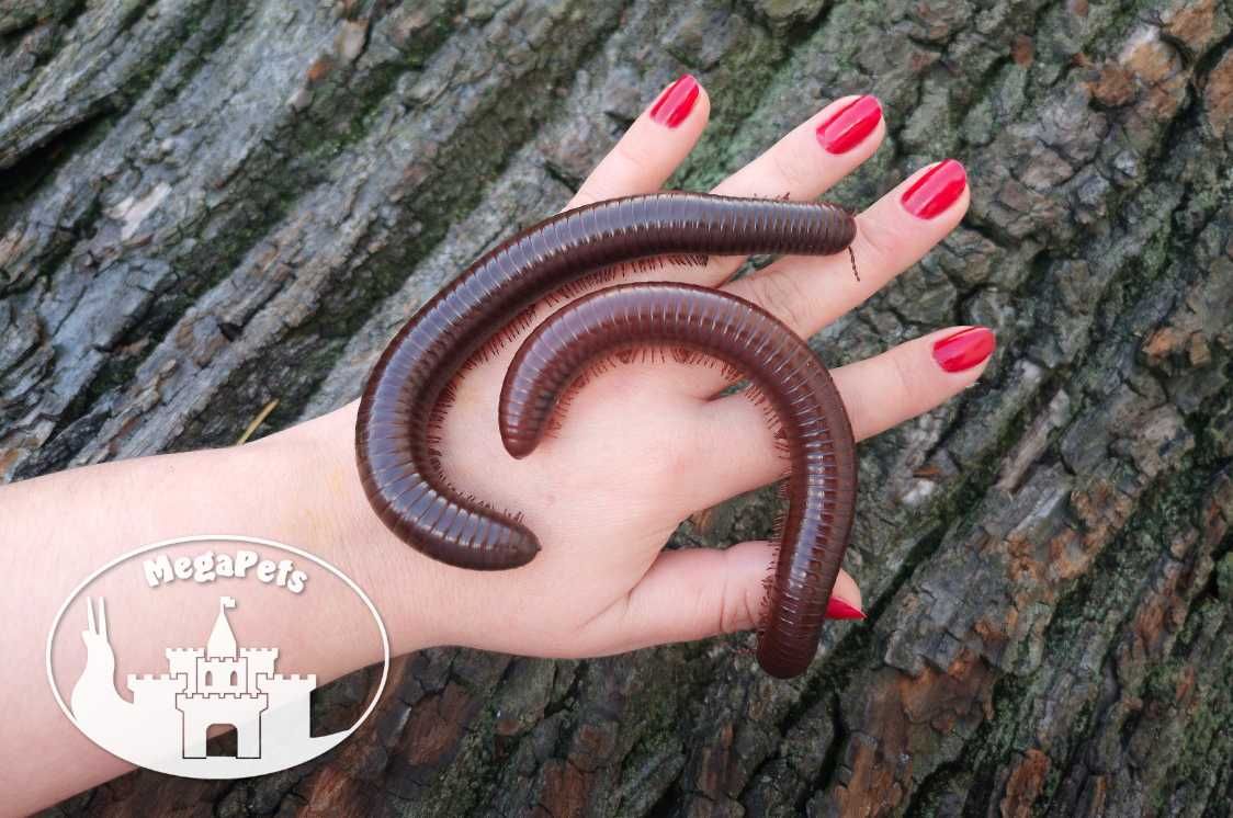 Olbrzymi Ophistreptus guineensis Krocionogi Wije Isopody Skoczogonki
