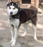 Husky  Bary szuka domu