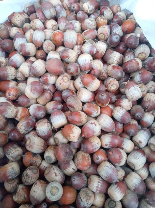 Продам жолудь дуба червоного урожай 2025р