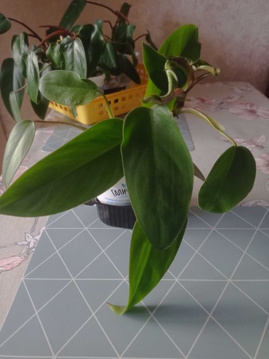 Неймовірно красиві рослини Філодендрон