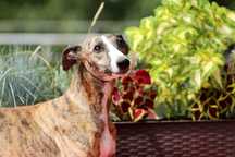 Whippet Chart Angielski, ZKwP/FCI, cudna sunia AGERA