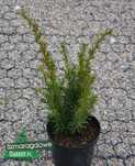 Cis pośredni FARMEN taxus baccata na niskie żywopłoty C2 20cm WYSYŁKA