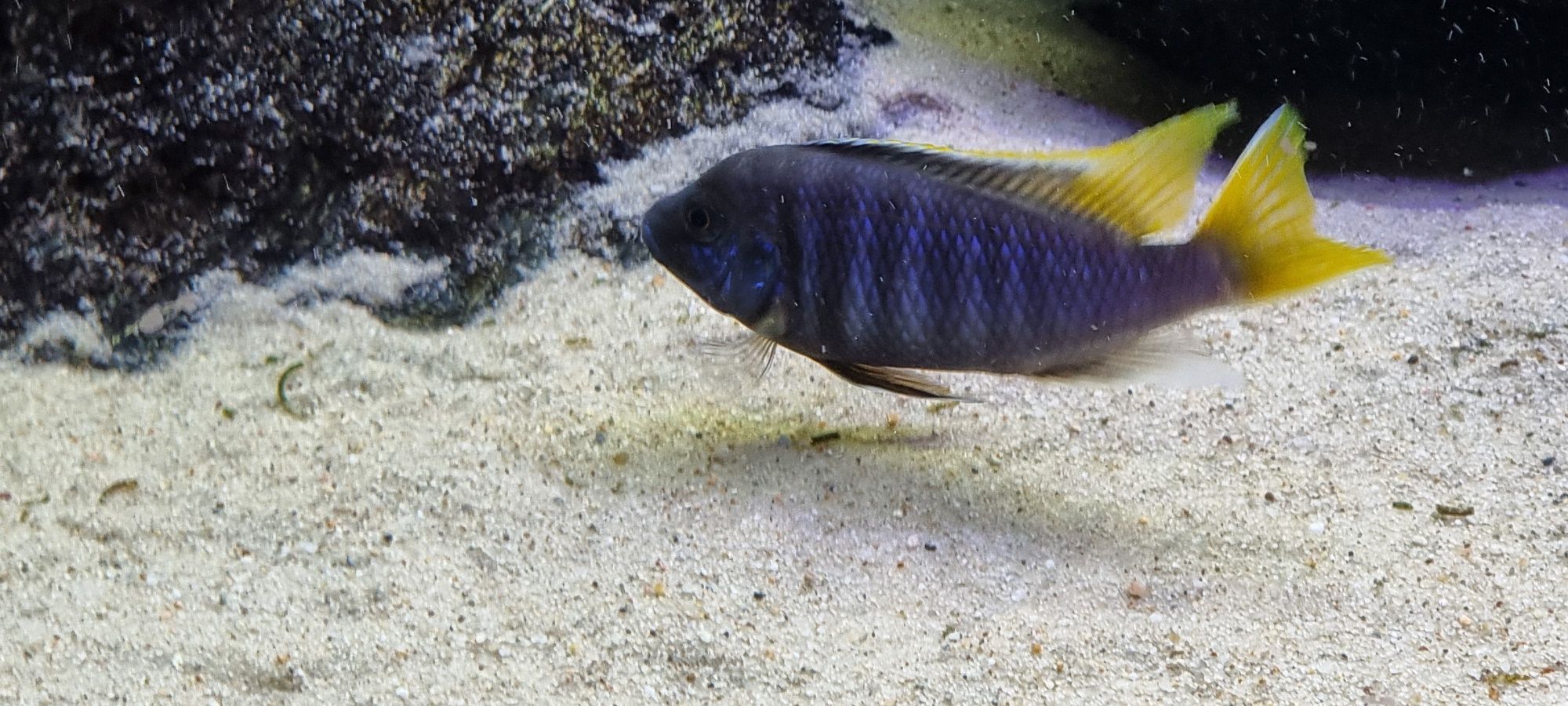 Pseudotropheus acei luwala  pyszczak acei