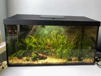 Aquael zestaw Leddy Set (54L) - ryby, ślimaki, rośliny...