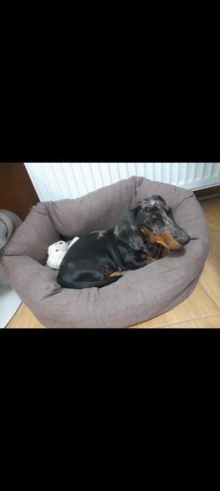 Малюки метиси такси