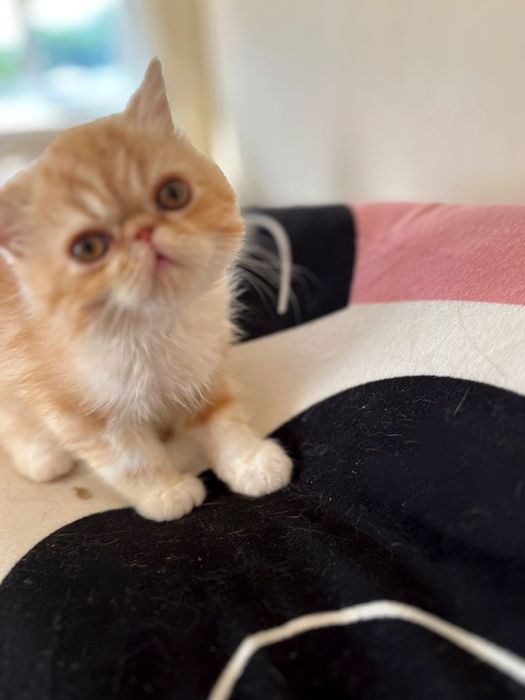 Плюшові екзотики