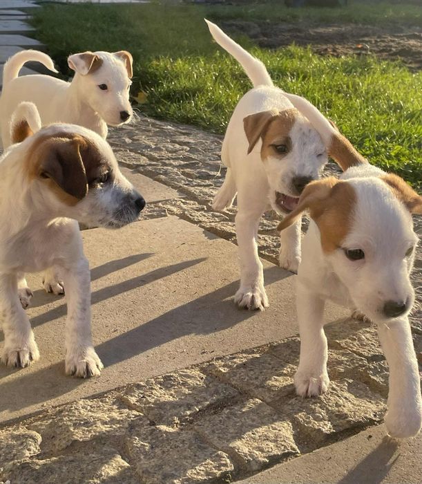 Pieski szukają domu!