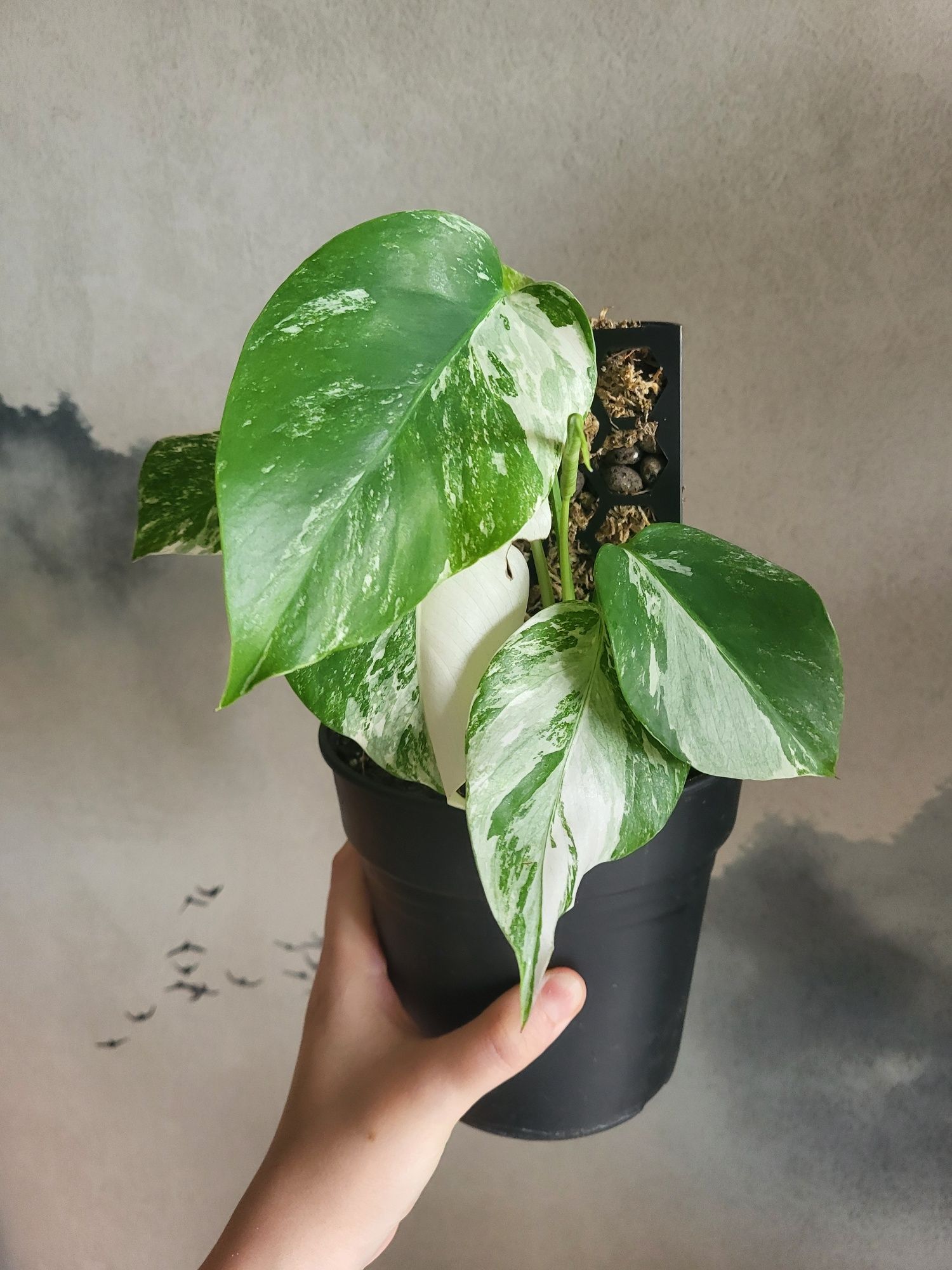 7 lisci. Monstera varie