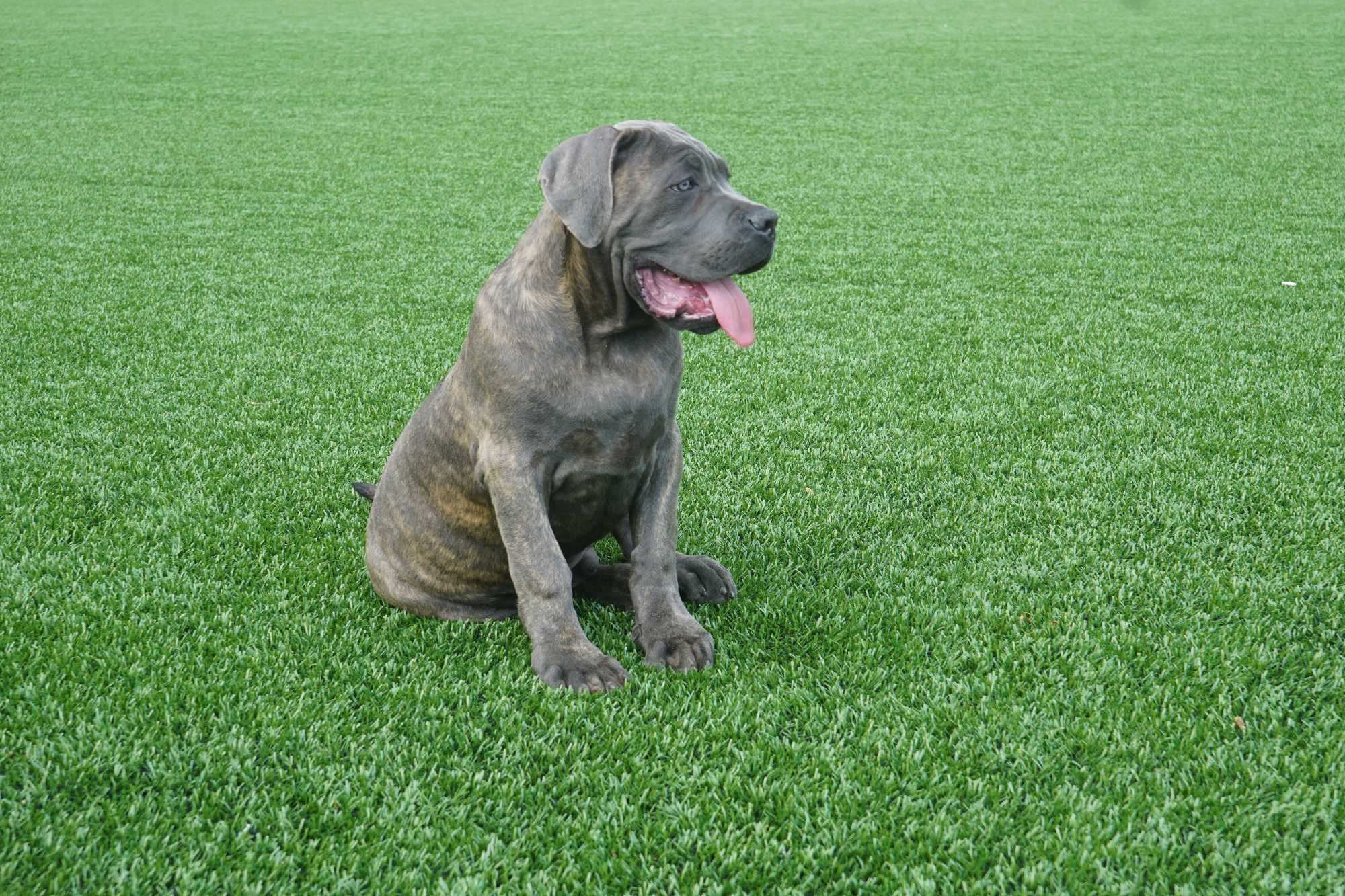 Pies 4-miesięczny Cane Corso ZKwP FCI