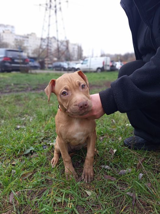 Pitbull, питбультерьер 2 щенка осталось