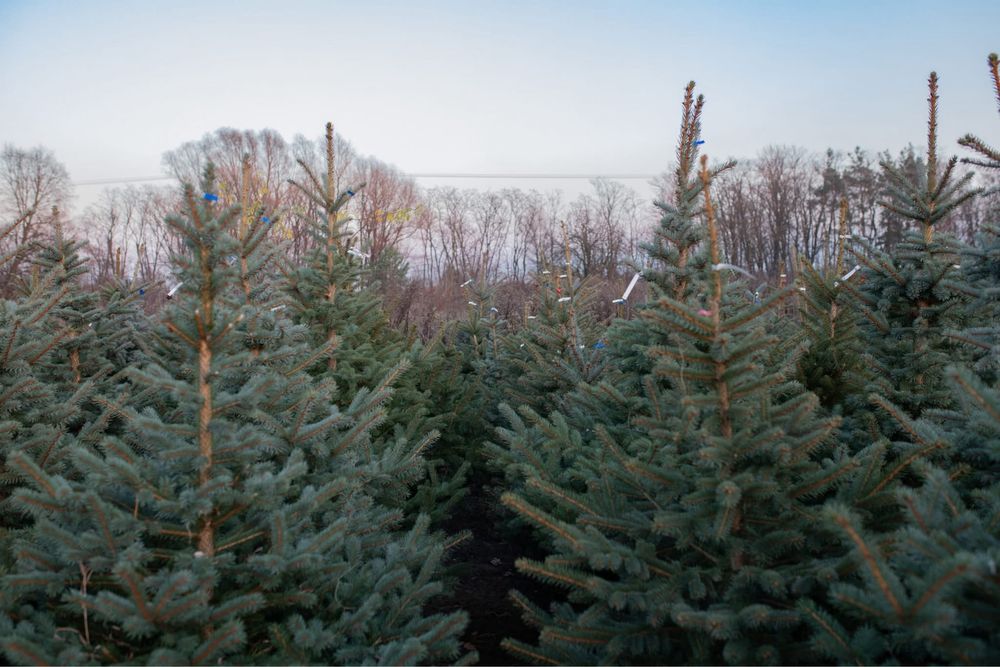 Świerk pospolity, srebry, serbski DUŻE CIĘTE
