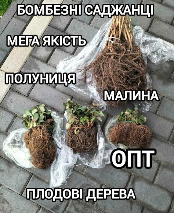 Саджанці Полуниці Копана Касета Малина Плодові дерева Саженцы Клубники