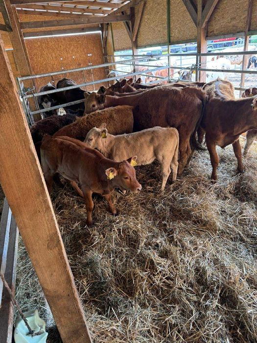 Byki mieszańce i mięsne odsadki