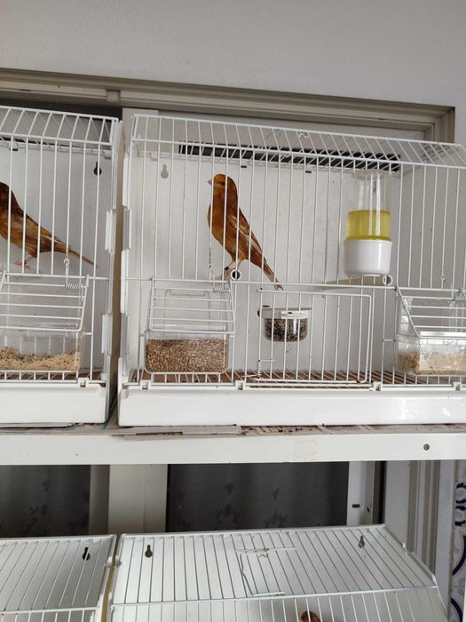 Phaeos amarelos/branco