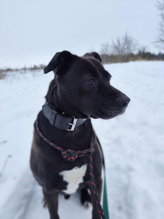 Nero w typie TTB odebrany z łańcucha