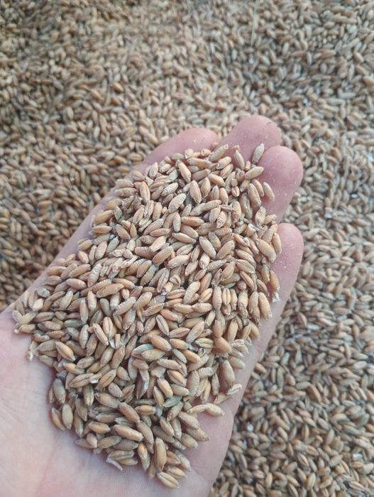 Pszenżyto ozime PROBU$ po centrali