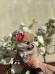 Rudy piesek szpic miniaturowy (pomeranian)