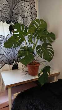 Duża Monstera Deliciosa dziurawa