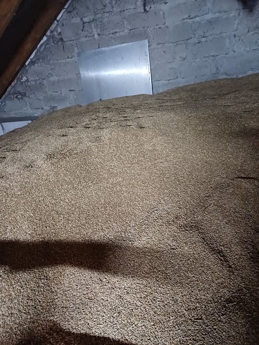 Sprzedam jęczmień jary