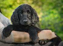 Flat-Coated Retriever czarny piesek po Zwycięzcy Świata