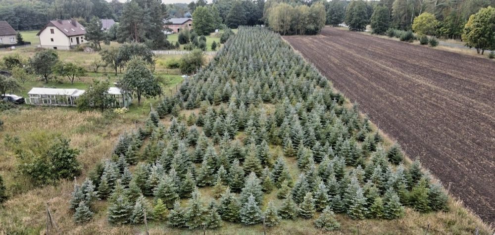 Choinka świerk pospolity I srebny 49zł