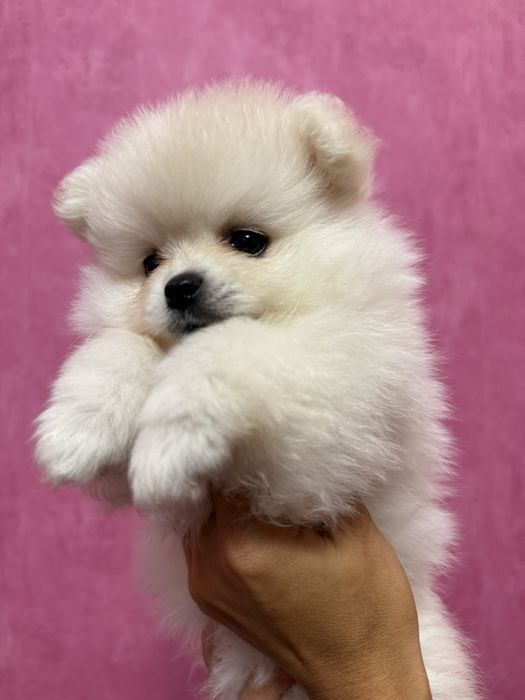 Продаж горненької дівчинки