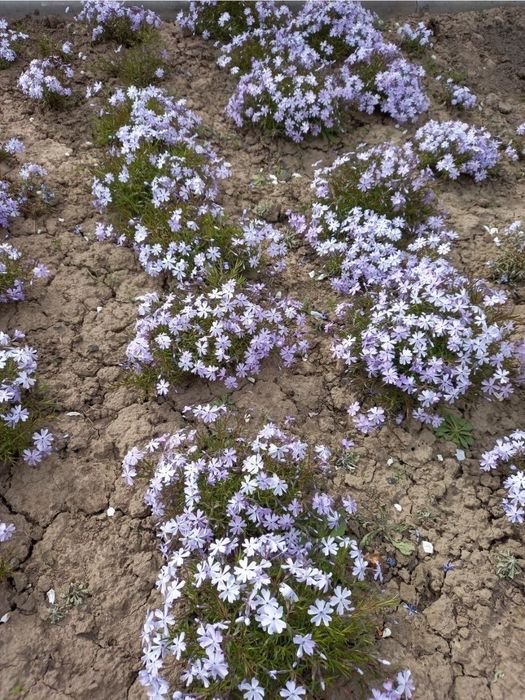 Флокс шиловидний почвокровельний