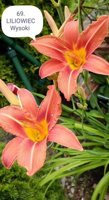 Kwiaty zimujące wieloletnie liliowce mix